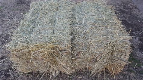 Small square bales of oat hay - Nex-Tech Classifieds