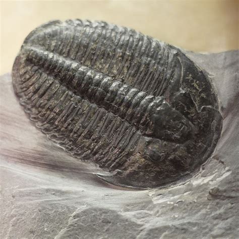 Trilobites, the Dinosaurs of the Arthropod Family