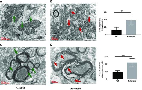 Four-week rotenone exposure (2.5 mg/kg b.wt) disrupted mitochondrial... | Download Scientific ...