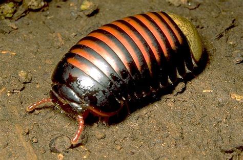 Pill Millipede, Madagascar Weird Insects, Bugs And Insects, Animals And ...