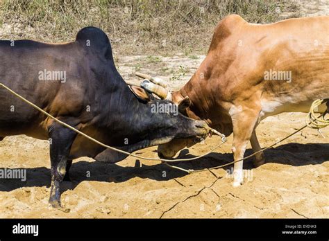 Fighting cow attacks on battle field, Traditional cow fighting Stock ...