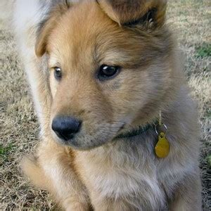 Akita Chow (Akita X Chow Mix) Dog Info, Temperament, Puppies, Pictures