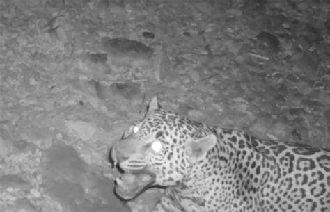 Southern Arizona Jaguar Video Confirms a New Cat - Rewilding