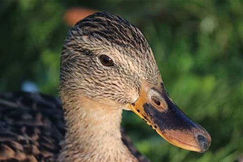 Male vs. Female Duck - A-Z Animals