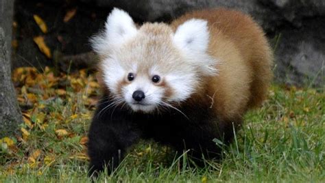 Baby red panda makes debut at Detroit Zoo