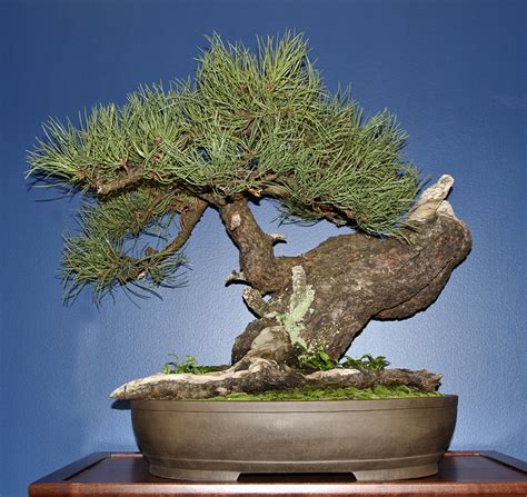 PONDEROSA PINE – Valavanis Bonsai Blog