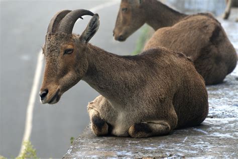 Nilgiri Tahr-An endangered species as per IUCN ,Valparai@India ...