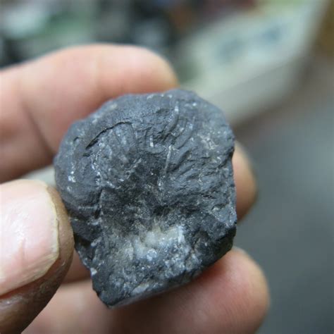 Triassic Fossil.. But What Is It? - Fossil ID - The Fossil Forum