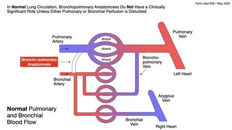 Normal Pulmonary and Bronchial Flow - REBEL EM - Emergency Medicine Blog