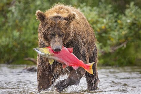 Alaska Peninsula brown bear (Ursus arctos horribilis) with freshly ...