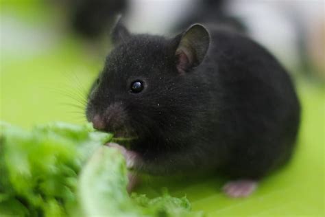 260+ Black Hamster Names - Popular Name Ideas For Black Hamster