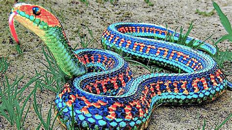 Top beautiful and strange snakes that make you shiver the most in the ...