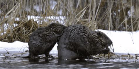 Eurasian Beaver - Animal Corner