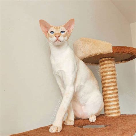 Flame Point Siamese Cat: Info, Facts, Traits, Pictures & FAQs