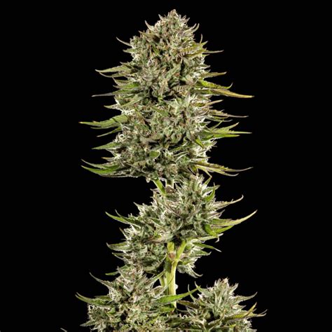 Auto Gas Face Strain Feminized Seeds | 20% OFF