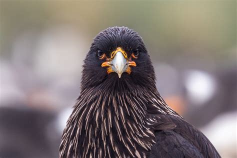 Birds of the Falklands – Falklands Nature