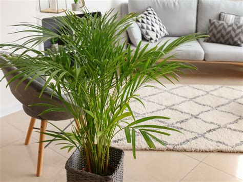 7 Areca Palm Benefits and Why Your Household Needs One