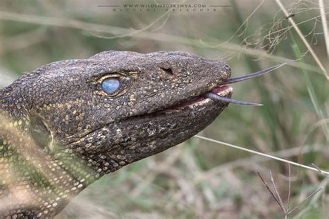 Nile Monitor Teeth