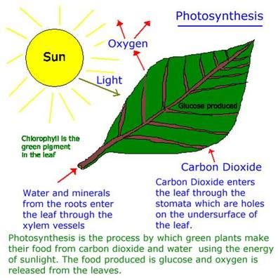 c. Photosynthesis - BIOLOGY4ISC