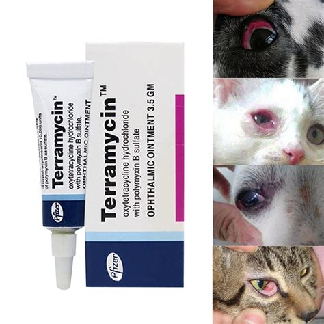 Terramycin Antibiotic Ointment for Eye Infection Treatment in Dogs ...