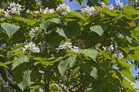 Northern Catalpa - Catalpa Speciosa | Deciduous Trees | Cold Stream Farm