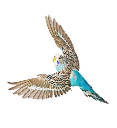 budgie - Animal Stock Photos - Kimballstock