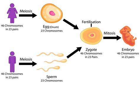 Chemical Pregnancy: Causes & Treatment - Being The Parent