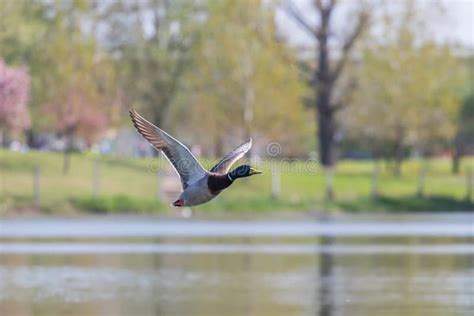 Wild Duck Flies. Mallard Drake Flying Stock Photo - Image of green ...