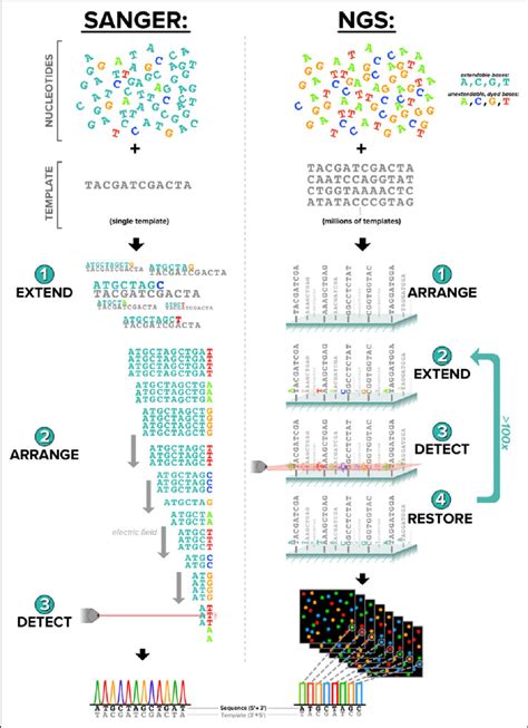 DNA Sequencing: Definition, Importance, Methods and More