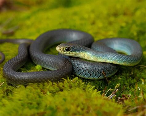 Corredora-azul - Fatos, dieta, habitat e fotos em Animalia.bio