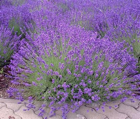 ornamental lavender - deer resistant | Lavender plant, Lavender seeds ...