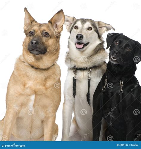 Three Crossbreed Dogs Royalty Free Stock Photography - Image: 4989107