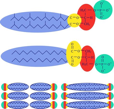 Archaeal cell structure | bartleby