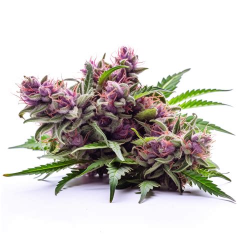 Ghost Train Haze Feminized Cannabis Seeds - Rocket Seeds