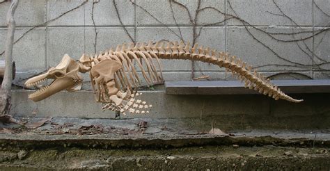 Orca skeleton completed - a photo on Flickriver