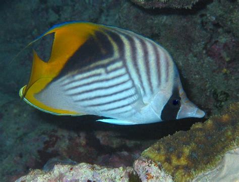 Egyptian Butterflyfishes