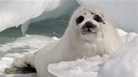 Lack of ice nixes baby seal tours on the Magdalen Islands | CBC News