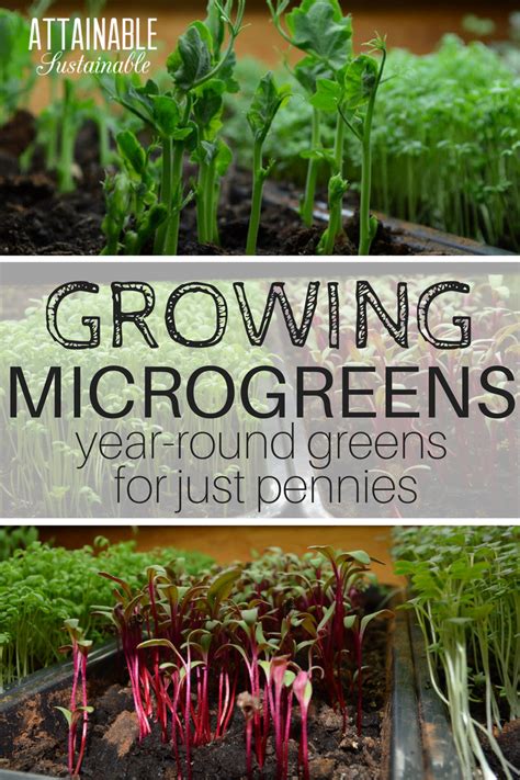 Discover the best microgreens to grow as well as how to grow ...