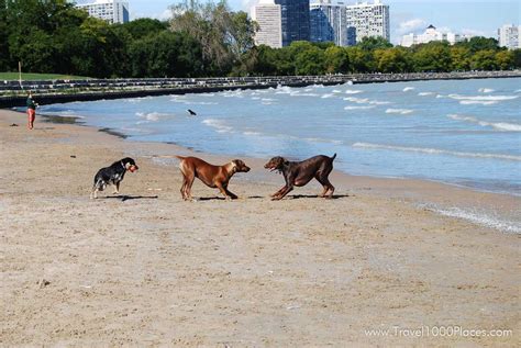 Montrose Dog Beach, Chicago | Travel1000Places -- Travel Destinations