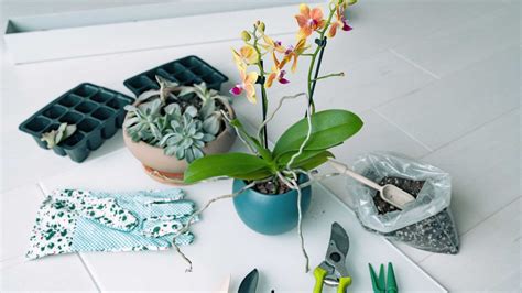 How to repot an orchid, plus top tips on when to do it | Gardeningetc