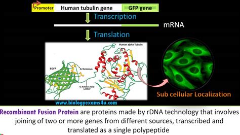 Recombinant Fusion Protein and its uses