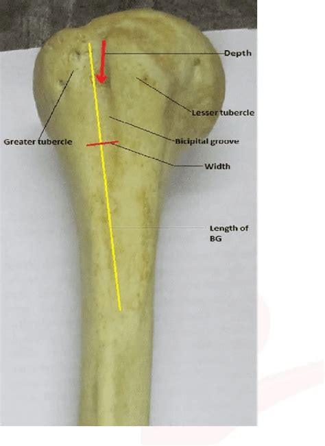 Bicipital Groove - Anatomy, Attachments, Function