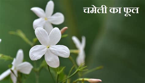 Jasmine Flower Information in Hindi | चमेली का फूल की जानकरी