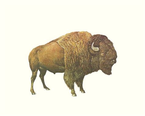 BUFFALO ART, Buffalo Print, Buffalo Wall Art, Buffalo Printable, Vintage Print, Vintage Art ...