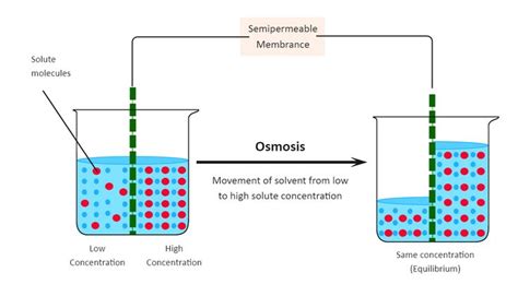 Osmosis Diagram | Osmosis, Science diagrams, Educational materials