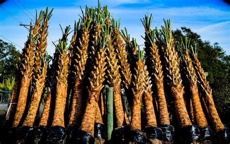 Sabal Palm Trees - Two Oaks Nursery