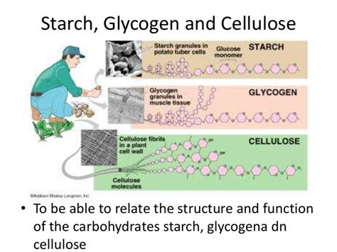 Lesson 3 starch, glycogen and cellulose