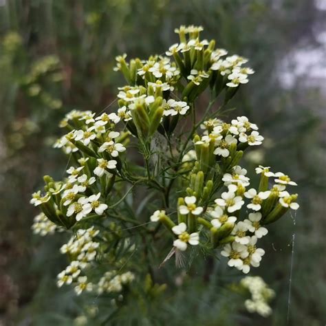 Plant FAQs: Tagetes Minuta