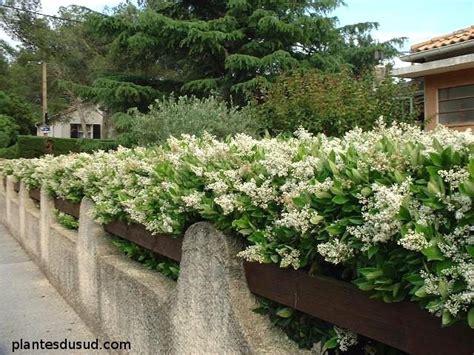 Les haies méditerranéennes - diaporama | Hedges, Plants, Garden