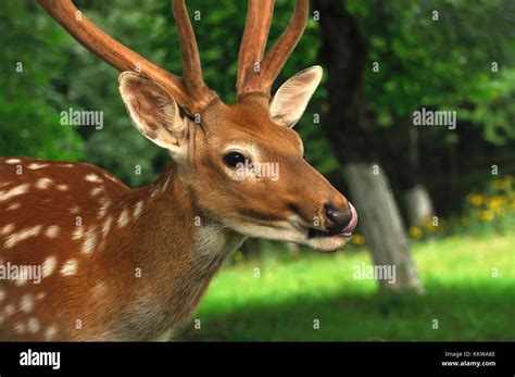 Deer on a background of wild nature Stock Photo - Alamy